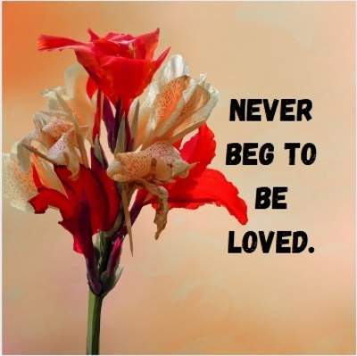 status on never beg to be loved