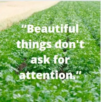 beautiful things quotes for whatsapp status